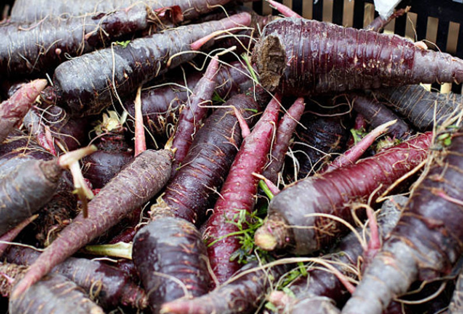 Heirloom Black Carrot Nebula Seeds Vegetable Garden Organic Etsy Canada