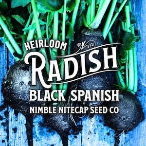 Black Spanish Heirloom Radish Seeds - Organic, Non-GMO
