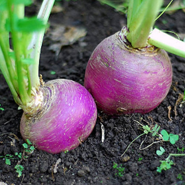 Heirloom Purple Top Rutabaga Seeds - Organic, Non-GMO