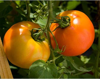 Heirloom Kellogg's Breakfast Tomato Seeds - Organic, Non-GMO