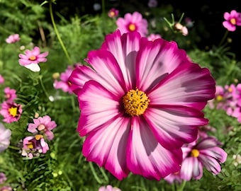 Picotee Cosmos Heirloom Flower Seeds