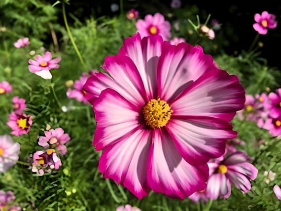 Picotee Cosmos Heirloom Flower Seeds