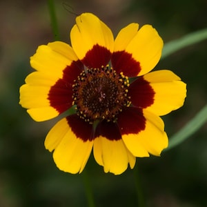 Dwarf Plains Coreopsis Wildflower Seeds - Heirloom Native Flower, Pollinator Garden, Drought Tolerant, Open Pollinated (Coreopsis tinctoria)