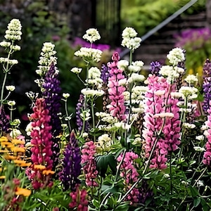 Snapdragon, Tetra Mix 150+ Flower Seeds - Heirloom Cut Flower & Cottage Garden, Fairy Pixie Garden, Antirrhinum Majus, Non-GMO