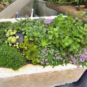 Creeping Thyme 300+ Seeds - Heirloom Herb, Culinary & Medicinal, Fragrant Ground Cover, Open Pollinated, Non-GMO image 5