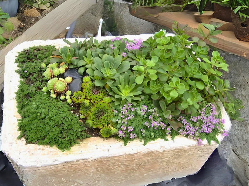 Creeping Thyme 300+ Seeds - Heirloom Herb, Culinary & Medicinal, Fragrant Ground Cover, Open Pollinated, Non-GMO image 5