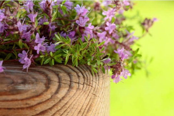 Seeds by Greenlane Gardens Herb of Courage Perennial It Makes for Excellent Coverage and so Easy for Rock Garden Sold and Shipped Within Canada Organic Creeping Thyme Herb 100 Seeds by Greenlane Gardens Herb of Courage Perennial It Makes for Excellent Coverage and so Easy for Rock Garden Sold and Shipped Within Canada Organic Creeping Thyme Herb 100