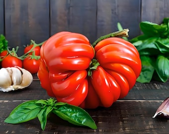 Heirloom Costoluto Genovese Tomato Seeds - Italian, Organic, Non-GMO