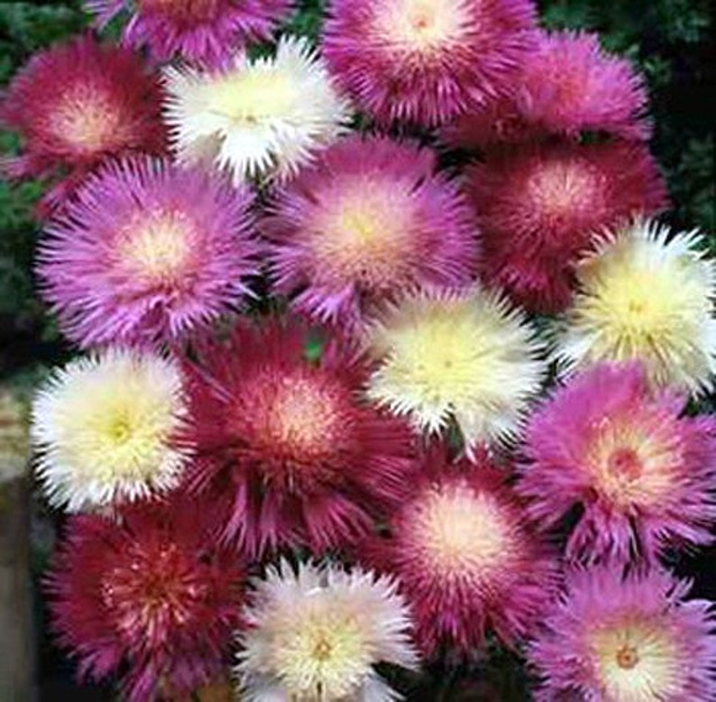 Erbstück Sweet Sultan Imperialis Mix Blumensamen Garten Bio Non Gmo Einjährige Amberboa moschata Bild 2