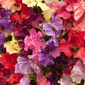 Sweet Pea Heirloom Flowering Vine Seeds - Royal Family Mix, Container Friendly, Lathyrus odoratus