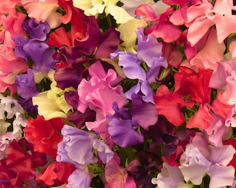 Sweet Pea Heirloom Flowering Vine Seeds - Royal Family Mix, Container Friendly, Lathyrus odoratus