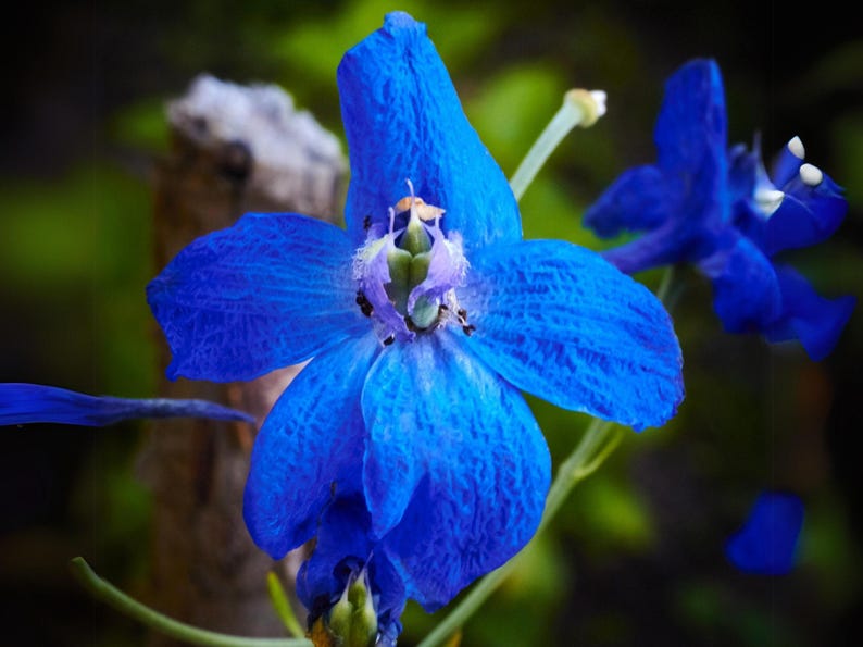 NimbleNitecap Borage Herb Seeds - Thumbnail 3