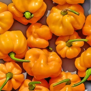 Jamaican Hot Yellow Mushroom Heirloom Hot Pepper Seeds