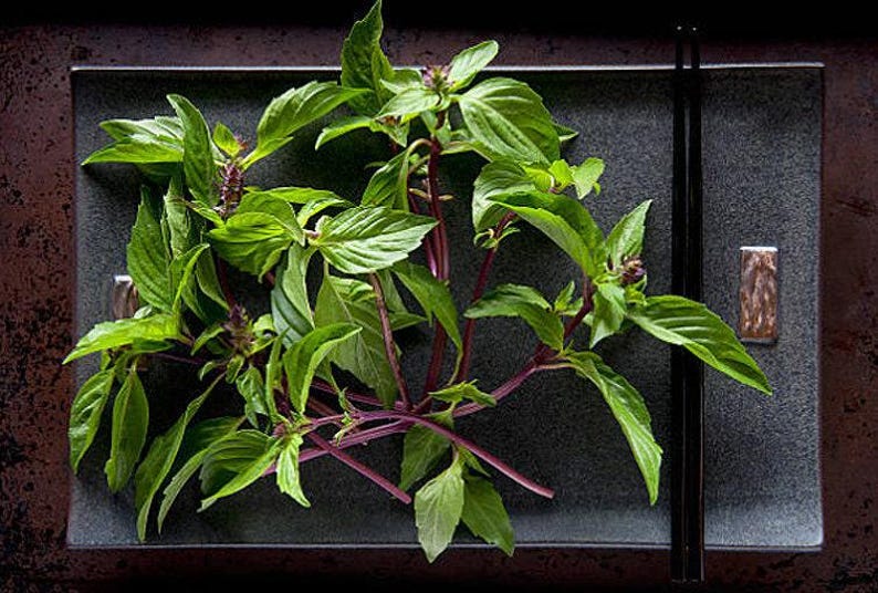 NimbleNitecap Thai Basil Seeds - Thumbnail 4