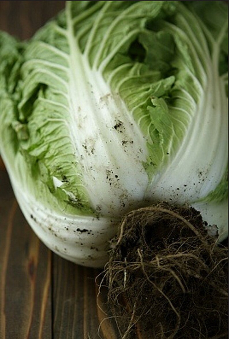 Heirloom Kimchi Cabbage Vegetable Seed Garden Organic Non Gmo Etsy