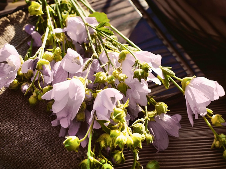 A bouquet of delicate white and green Medicinal Marshmallow flowers displayed on a woven surface.