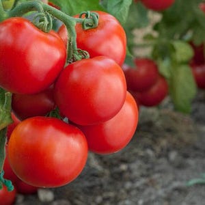 Heirloom New Yorker Bush Tomato Seeds - Organic, Non-GMO
