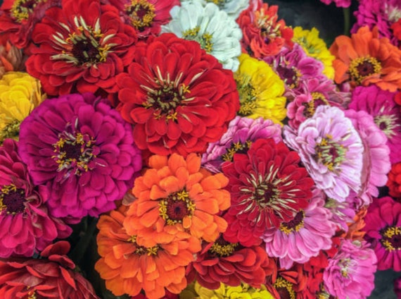 California Giants Mixed Colors Non-GMO Zinna FLOWER 200 SEEDS Heirloom