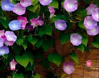 May include: A close-up of a wall covered in a vine of purple and white morning glory flowers. The flowers are in various stages of bloom, with some fully open and others still in bud. The wall is made of woven bamboo.