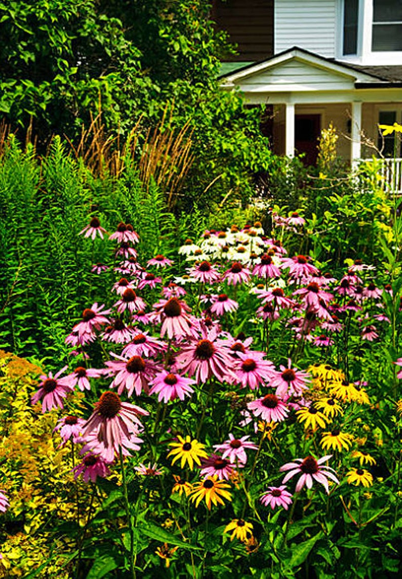 Heirloom Echinacea purpurea Coneflower Seed Wildflower Herb Garden Organic Pollinator Cut Flower Perennial Non Gmo image 8