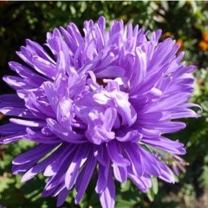 Powder Puff Aster Flower Seeds: Heirloom, Easy to Grow, Pollinator Friendly image 5