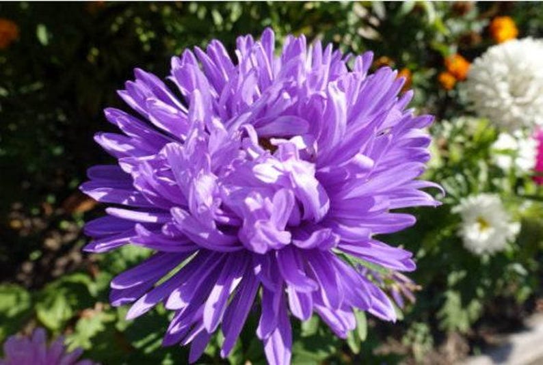 Powder Puff Aster Flower Seeds: Heirloom, Easy to Grow, Pollinator Friendly image 5