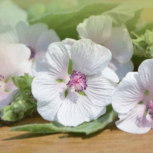 a group of white Medicinal Marshmallow flowers sitting on top of a wooden table