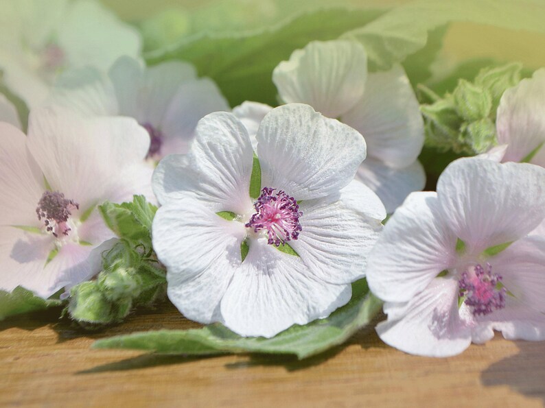 a group of white Medicinal Marshmallow flowers sitting on top of a wooden table