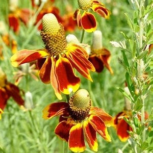 Mexican Hat Flower Seeds: Heirloom Prairie Coneflower, Native Wildflower image 3