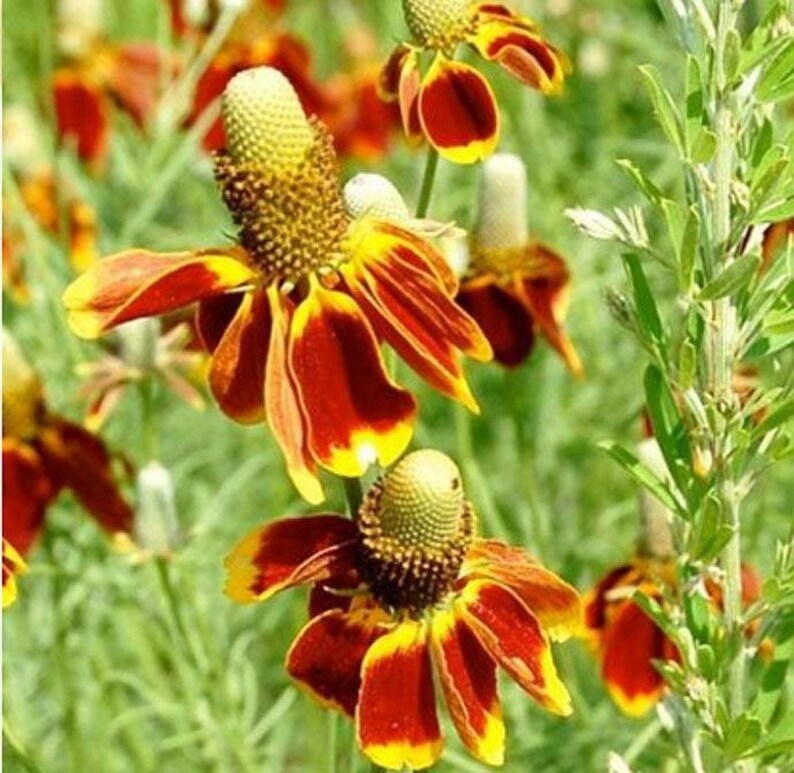 Mexican Hat Flower Seeds: Heirloom Prairie Coneflower, Native Wildflower image 3