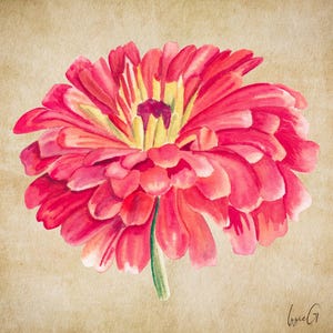 Zinnia, Luminosa 100+ Heirloom Flower Seeds, Butterfly Garden, Salmon Pink Cut Flowers, Open Pollinated, Non-GMO