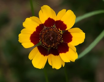 Dwarf Plains Coreopsis Wildflower Seeds - Heirloom Native Flower, Pollinator Garden, Drought Tolerant, Open Pollinated (Coreopsis tinctoria)