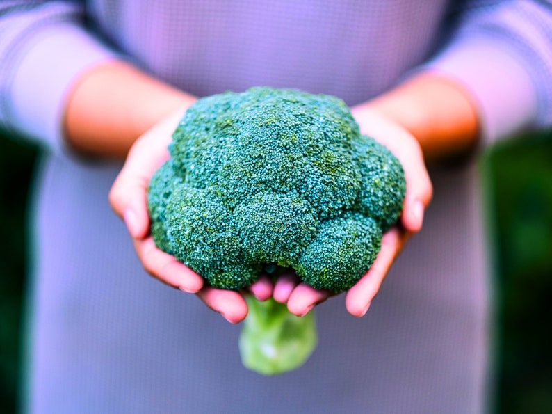 Broccoli, Green Sprouting Calabrese Seeds Heirloom, Organic, Nongmo Etsy