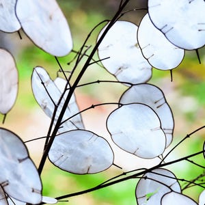 May include: A close-up of a branch with delicate, translucent, white seed pods. The pods are arranged in a cluster, with some overlapping. The background is a soft blur of green and white.