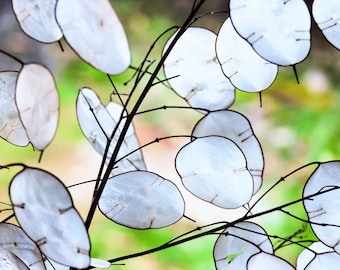 Honesty Plant Seeds: Silver Dollar, Purple Flowers, Heirloom Lunaria