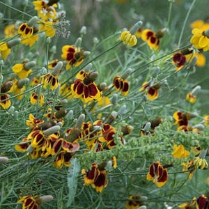 Mexican Hat Flower Seeds: Heirloom Prairie Coneflower, Native Wildflower image 6