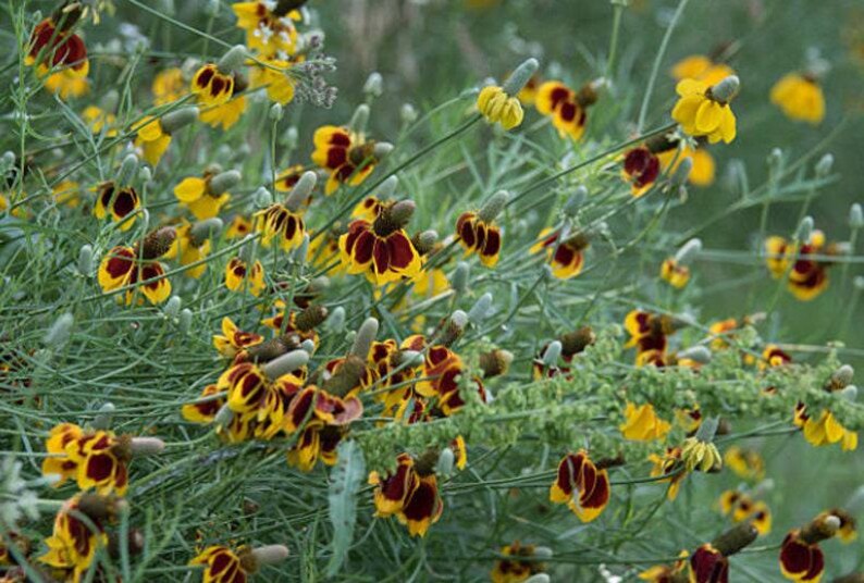 Mexican Hat Flower Seeds: Heirloom Prairie Coneflower, Native Wildflower image 6