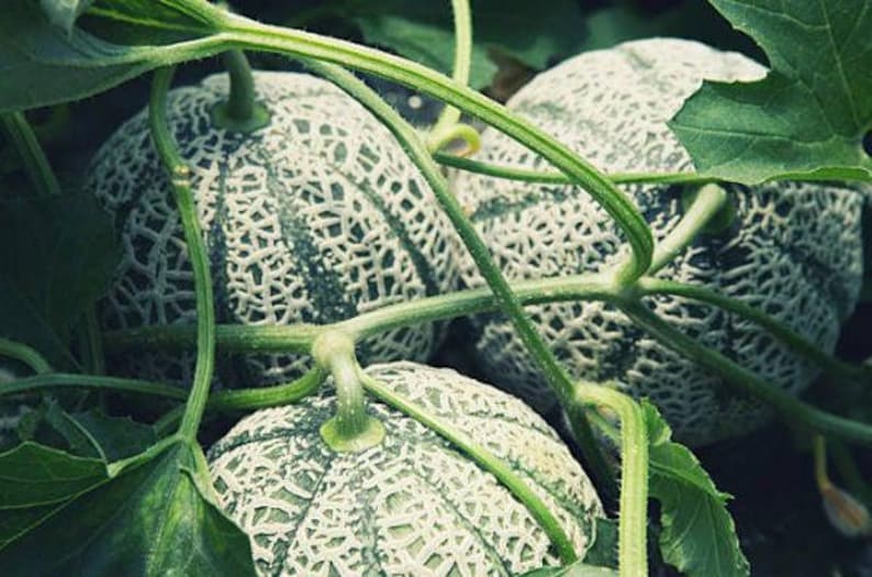 NimbleNitecap Minnesota Midget Cantaloupe Melon Seeds - Thumbnail 3