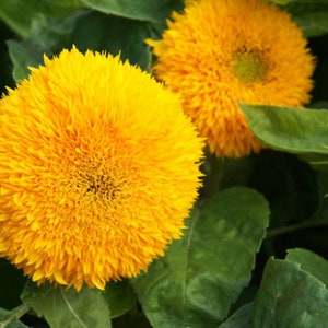 Heirloom Teddy Bear Sunflower Seeds image 2