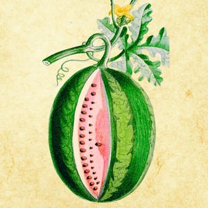 Watermelon, Sugar Baby - 25+ Seeds, Heirloom Fruit, Easy to Grow, Container Friendly, Non-GMO
