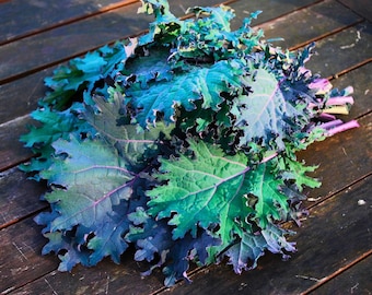 Heirloom Red Russian Kale Seeds - Organic, Non-GMO