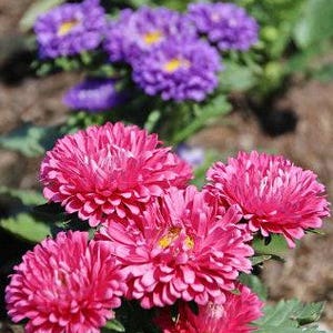 Powder Puff Aster Flower Seeds: Heirloom, Easy to Grow, Pollinator Friendly image 6