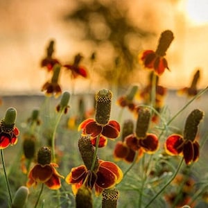 Mexican Hat Flower Seeds: Heirloom Prairie Coneflower, Native Wildflower image 1