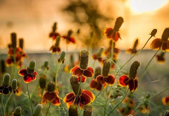 Mexican Hat Flower Seeds: Heirloom Prairie Coneflower, Native Wildflower