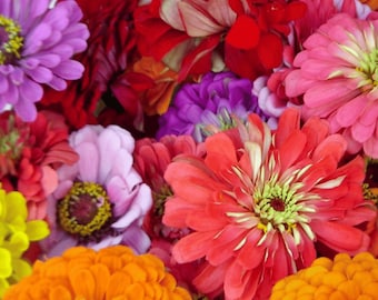 Zinnia, California Giant Mix - 100+ Seeds - Long-lasting Cut Flowers, Heirloom Pollinator