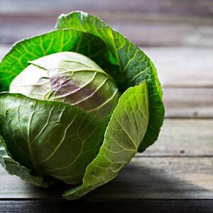 Cabbage, Early Jersey Wakefield Heirloom Seeds - Organic, Non-gmo - Etsy
