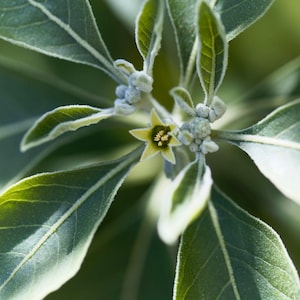 Ashwagandha 30+ Heirloom Seeds - Indian Ginseng, Ayurvedic Medicinal Herb, Open Pollinated, Non-GMO immagine 5