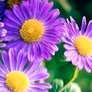 New England Aster Heirloom Flower Seeds - Save The Bees, Butterfly Pollinator Garden, Open Pollinated, Non-GMO