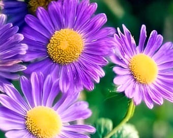 New England Aster Heirloom Flower Seeds - Save The Bees, Butterfly Pollinator Garden, Open Pollinated, Non-GMO