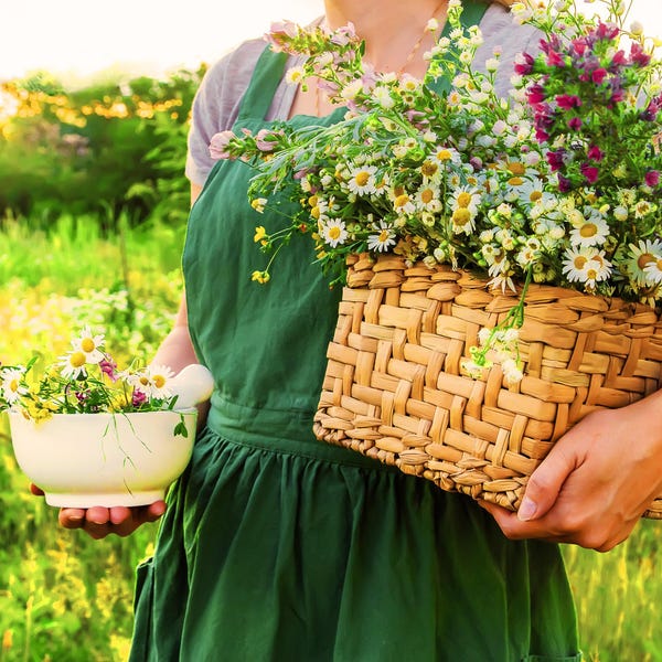 Chamomile, German 300+ Heirloom Herb Seeds - Medicinal & Culinary Pollinator, Tea Garden, Non-GMO